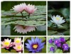 Hạt Giống Súng Thái Mix Màu